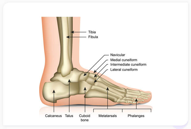 Regenerative Medicine for Ankle Arthritis and Tendonitis